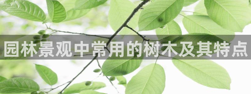 新宝GG最高返点多少